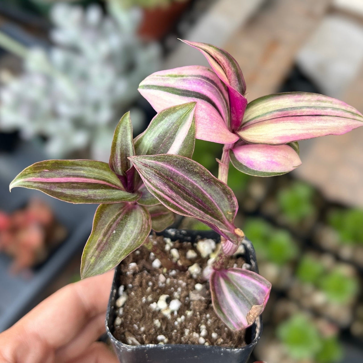 2"pot Live Rare Houseplant Indoor Plant Wandering Jew Tradescantia Zebrina Variegated