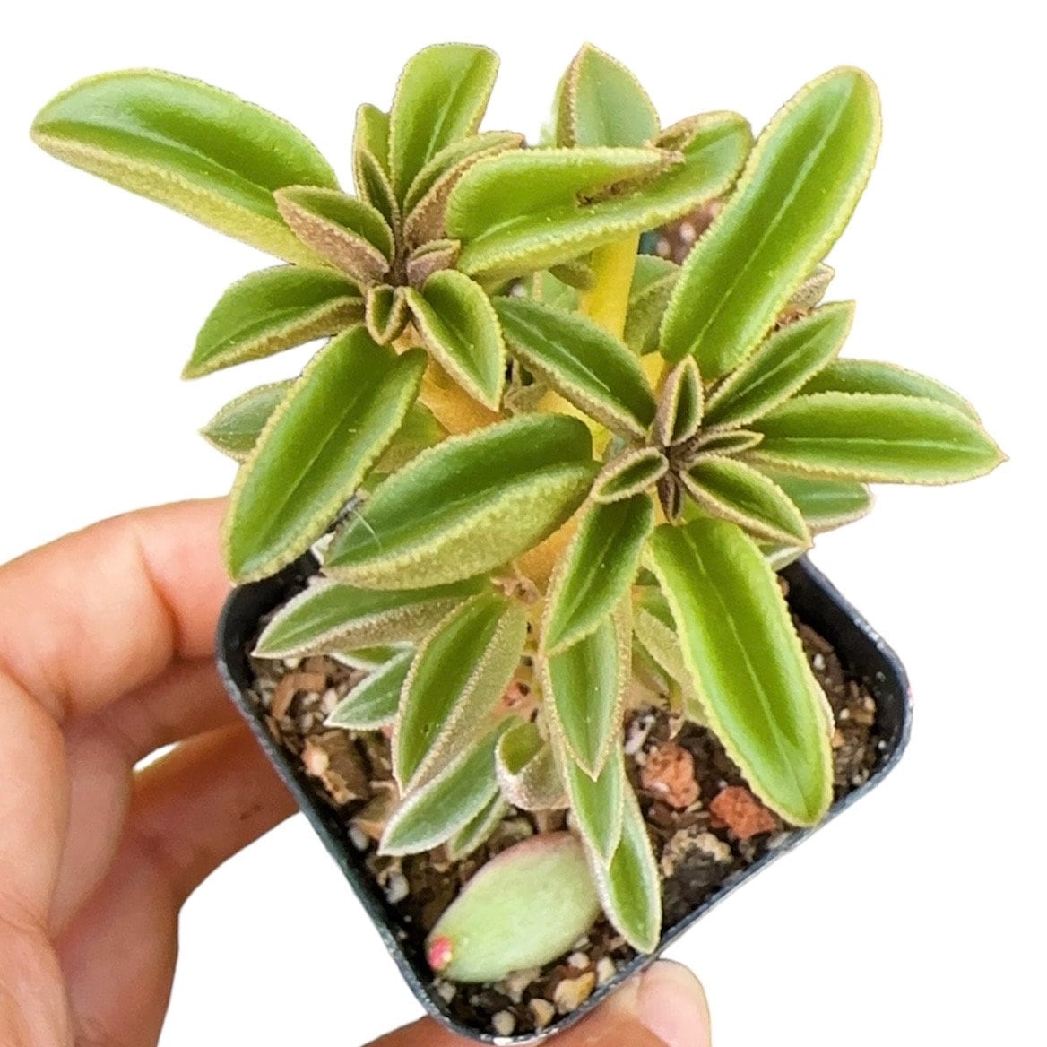 2” pot Peperomia Wolfgang-Krahnii
