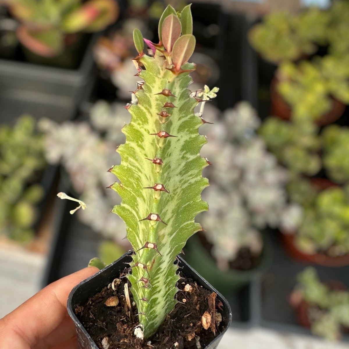 2" pot Green Euphorbia Trigona Rubra / African milk tree