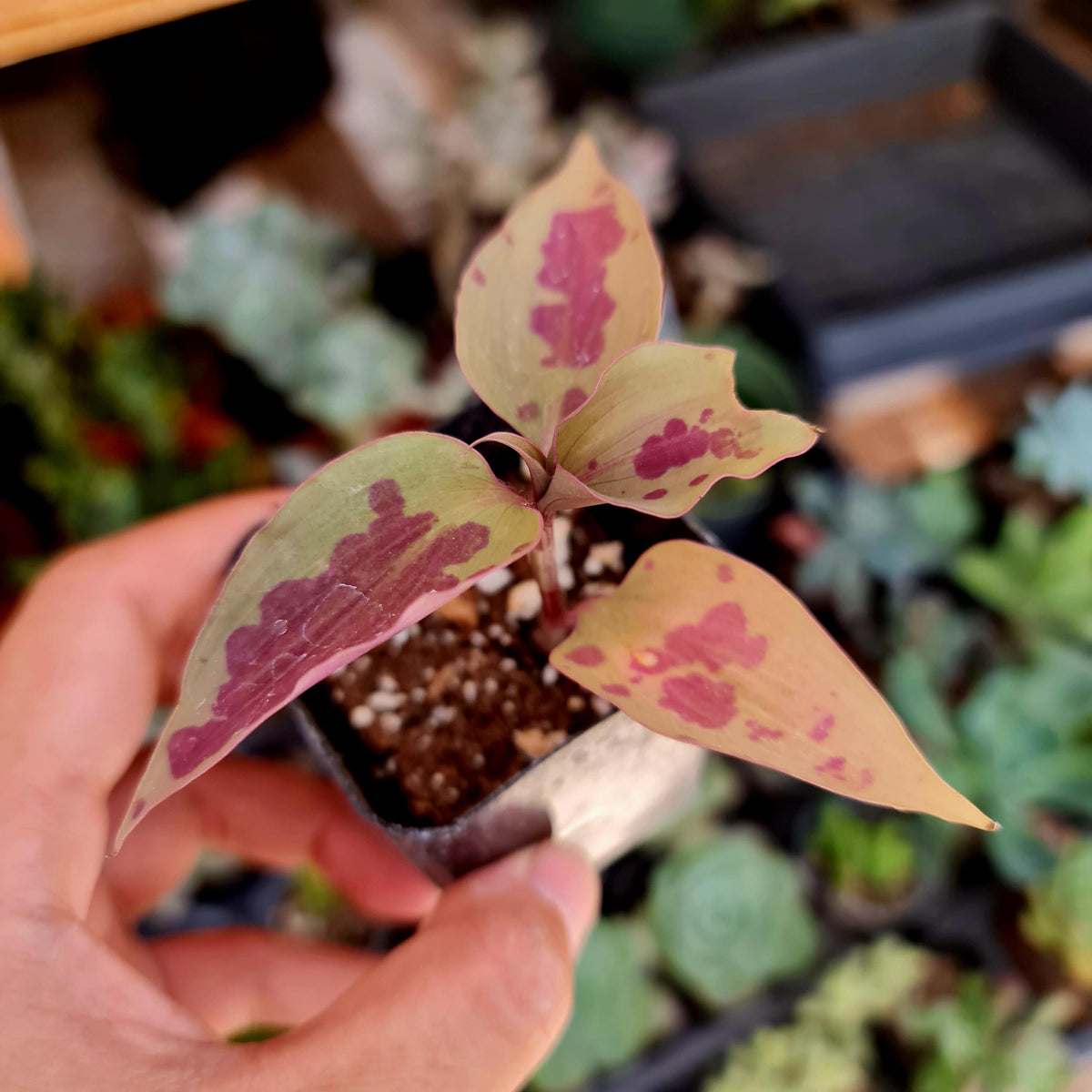 2"pot Rare house plants Tinantia pringlei 'Panther'