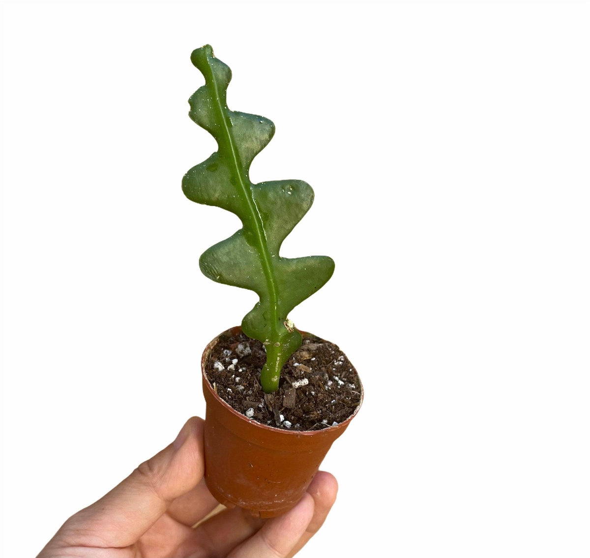 2" pot Cactus Plants Rooted Fishbone