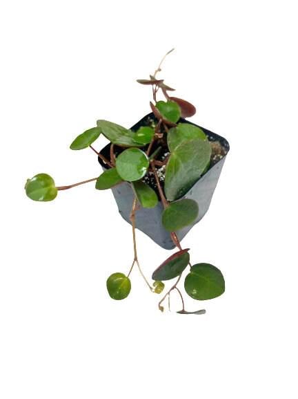 2"pot Ruby Cascade rooted