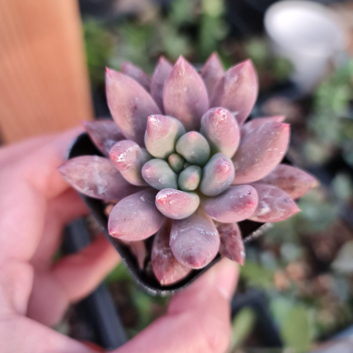 Rare Succulent 2"pot Pachyveria red 'Angel's Finger'
