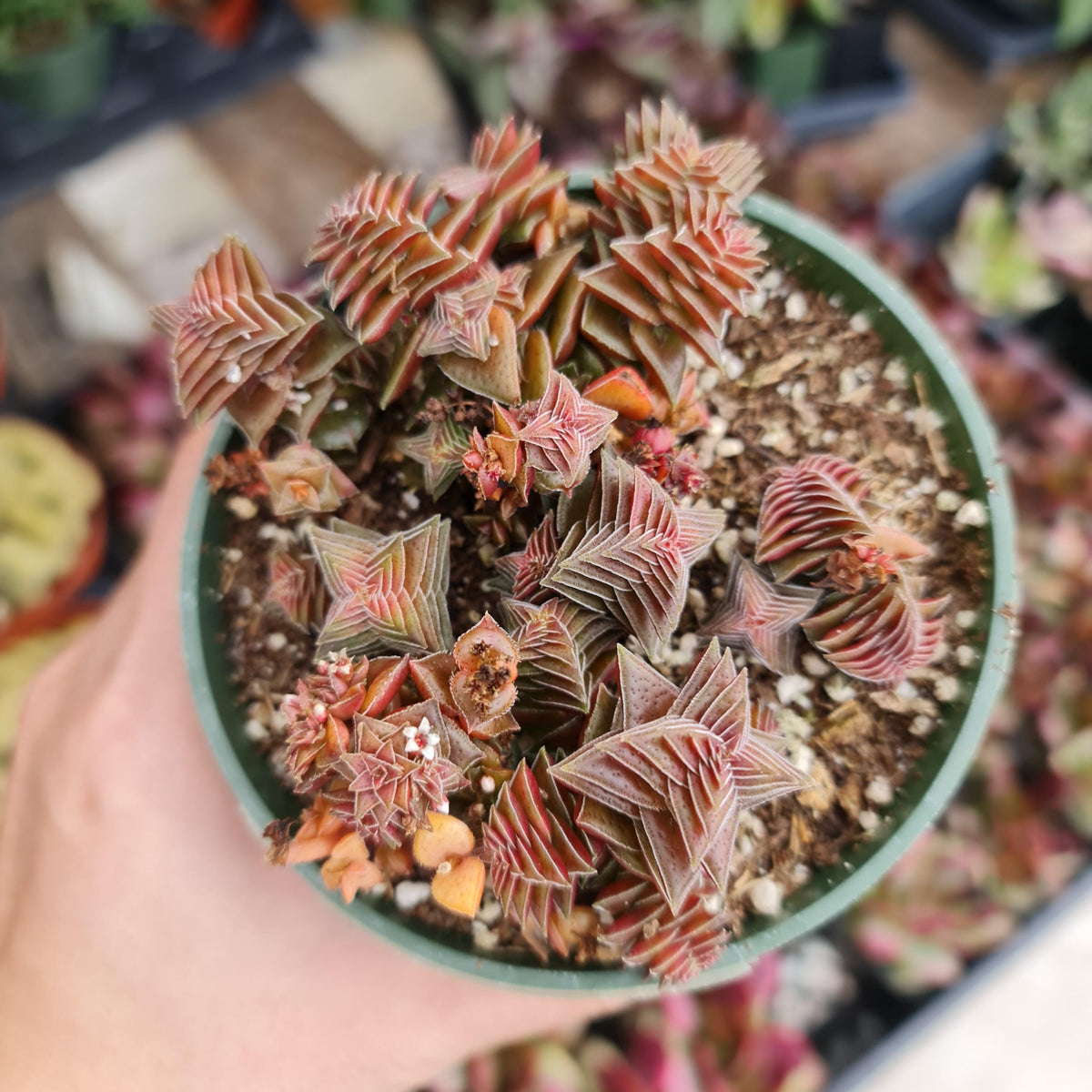 4" pot Crassula tabularis Pagoda Village