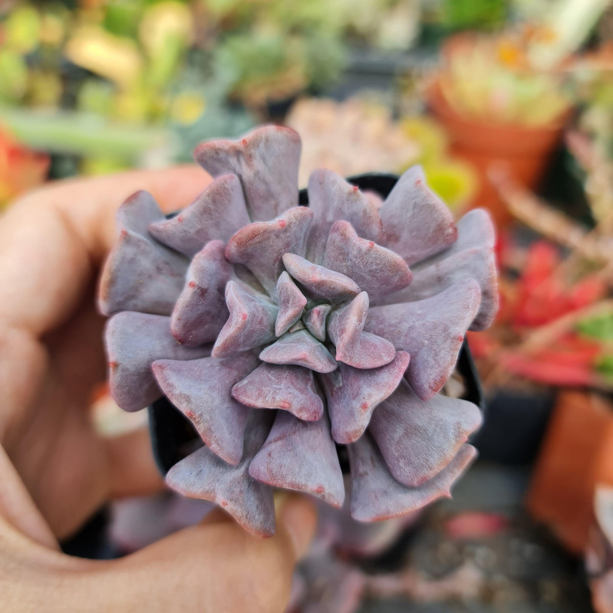 2“ pot Succulents Echeveria Cubic Frost