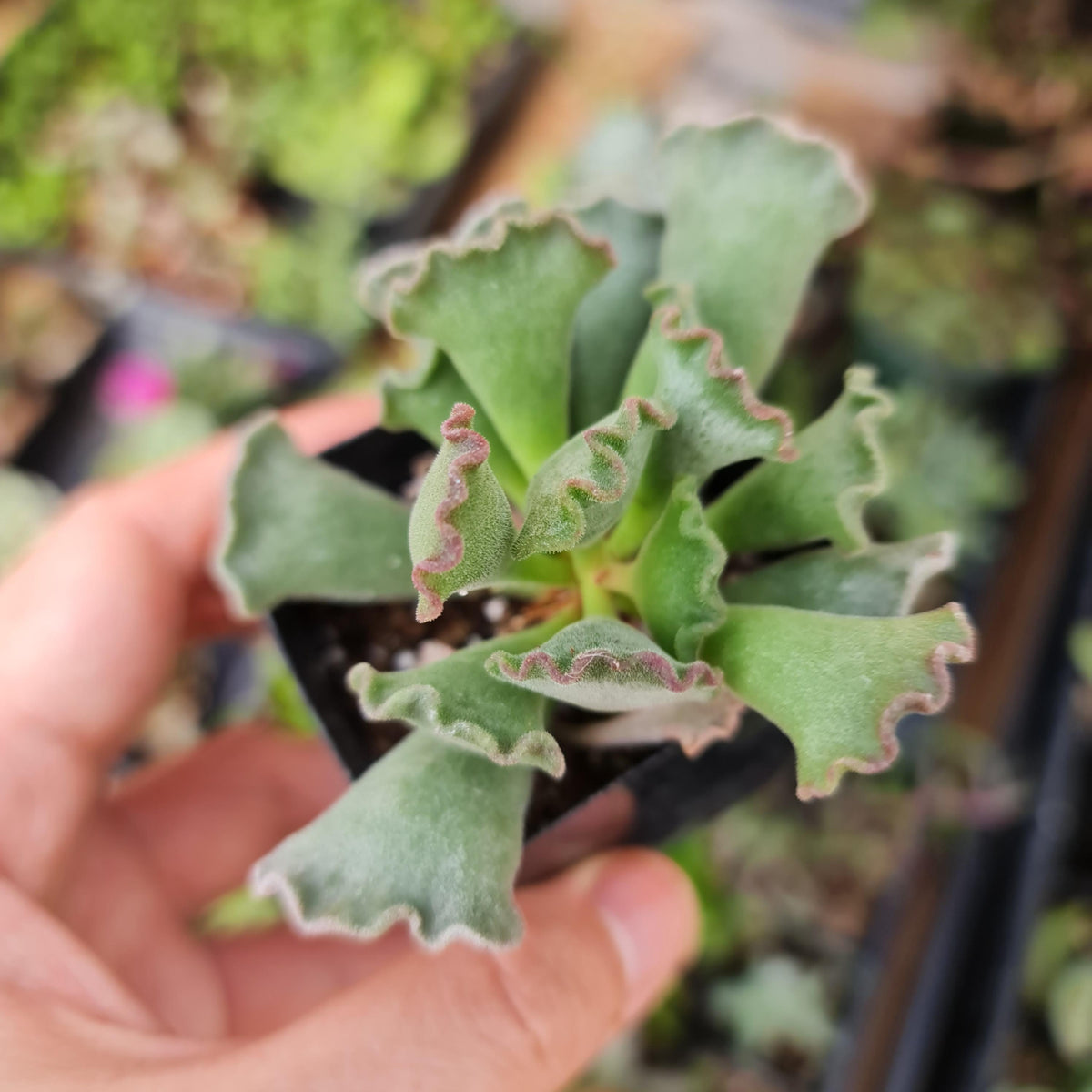 2”pot Succulent Plants Key Lime Pie