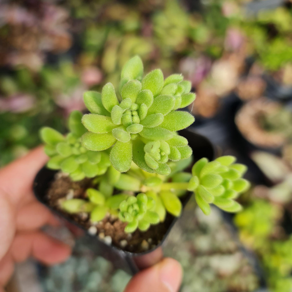 Rare Succulent 2"pot Sedum winkleri