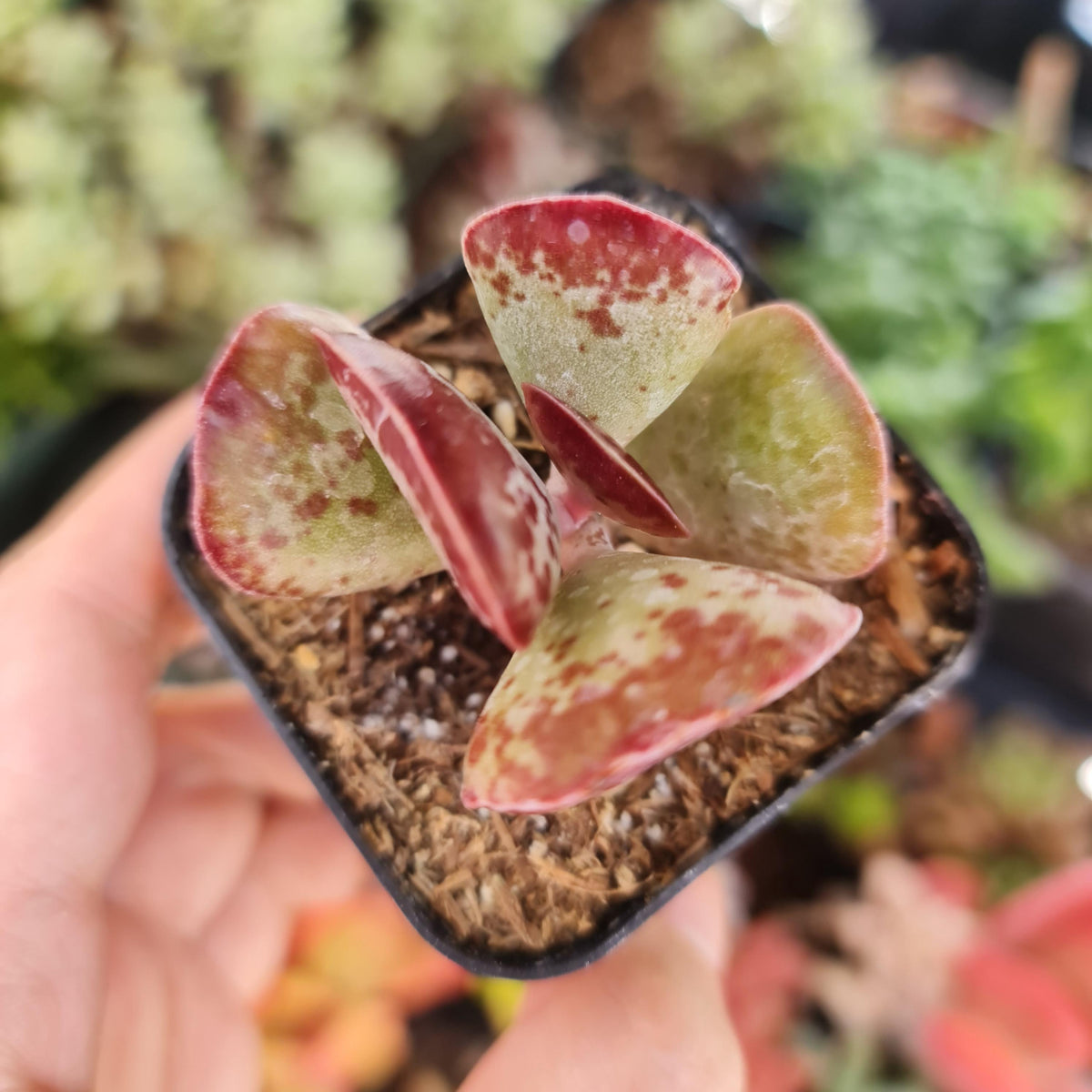 2" pot Succulent plant Adromischus Triflorus Calico Hearts
