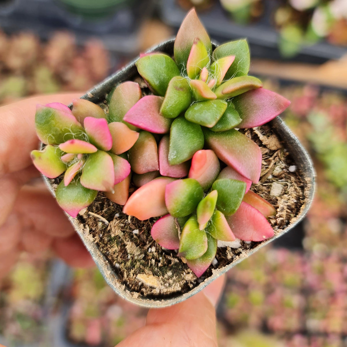 2"pot Live Sunrise Variegated