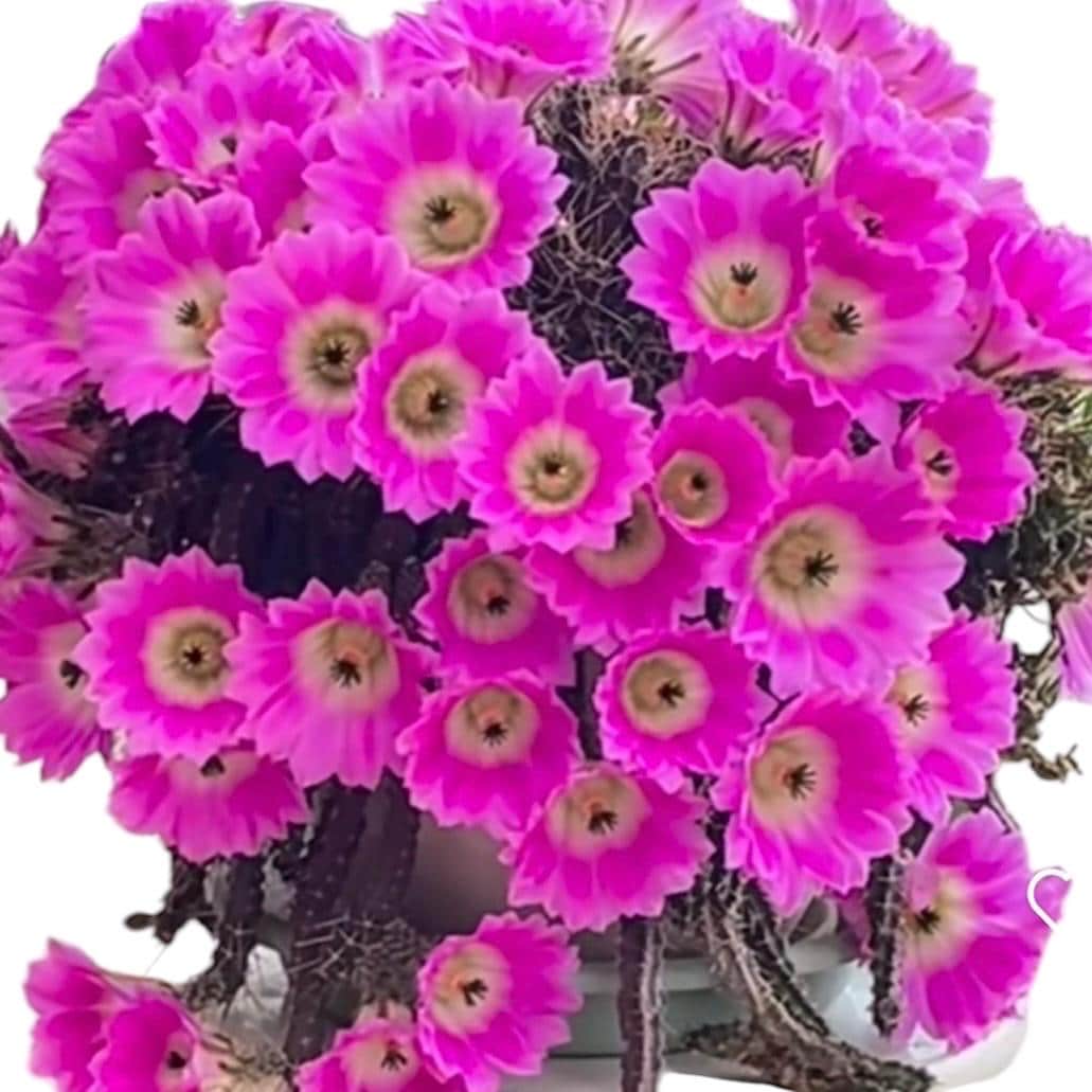 4"pot Live cactus Echinocereus Pentalophus