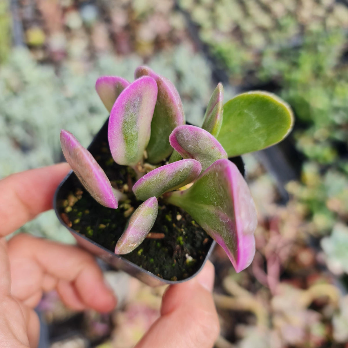 2” pot Purple Trailing Jade Succulent plants