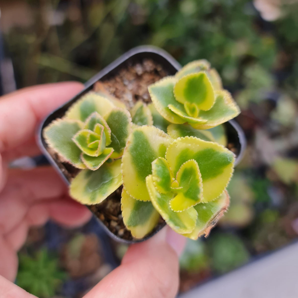 2"pot Crassula sarmentosa 'Comet'
