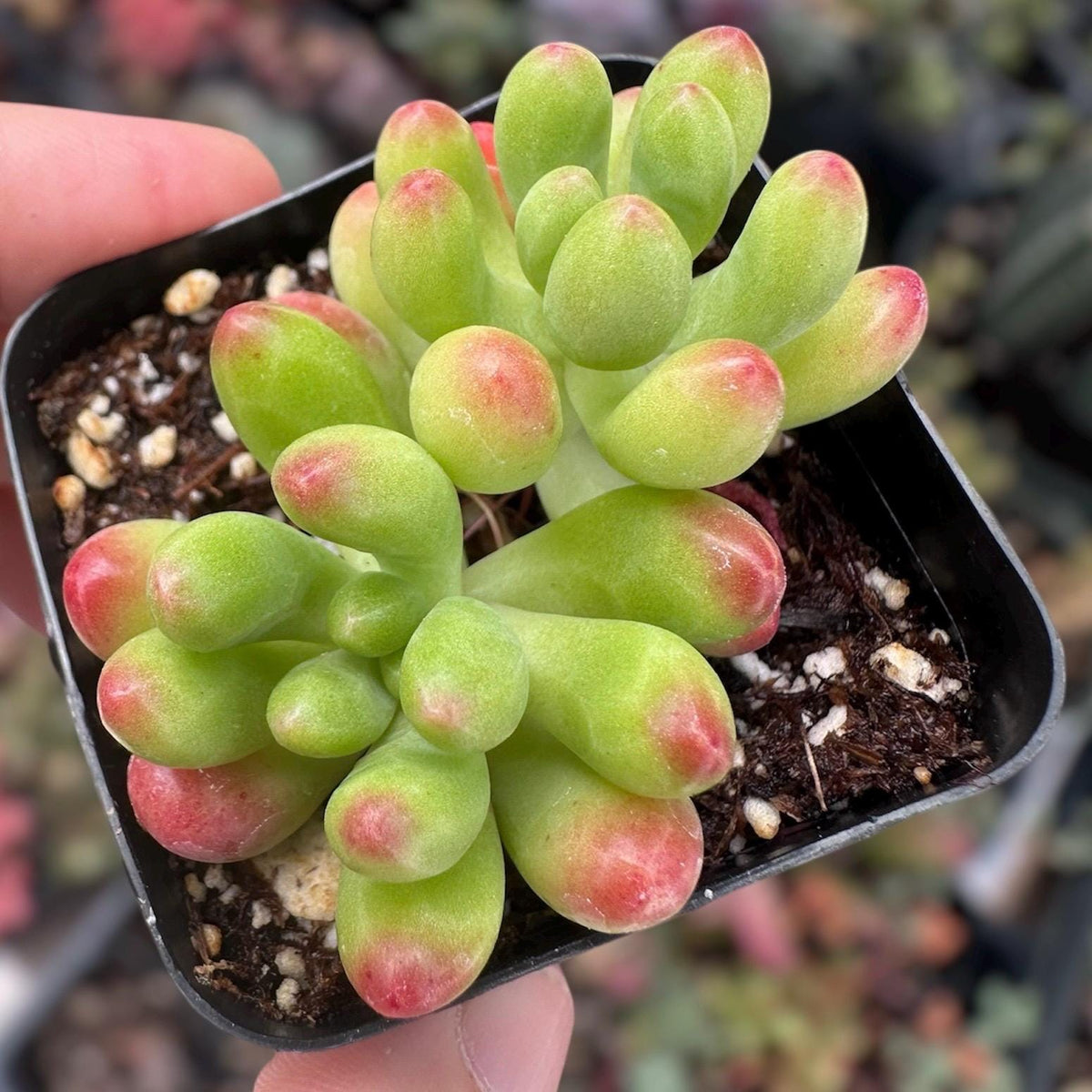 2” Sedum Pachyphyllum