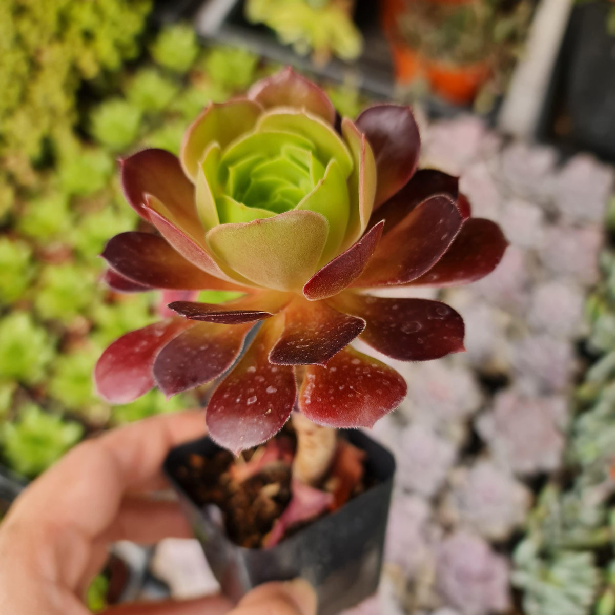Aeonium 'Garnet' succulent with red rosette in 2-inch pot