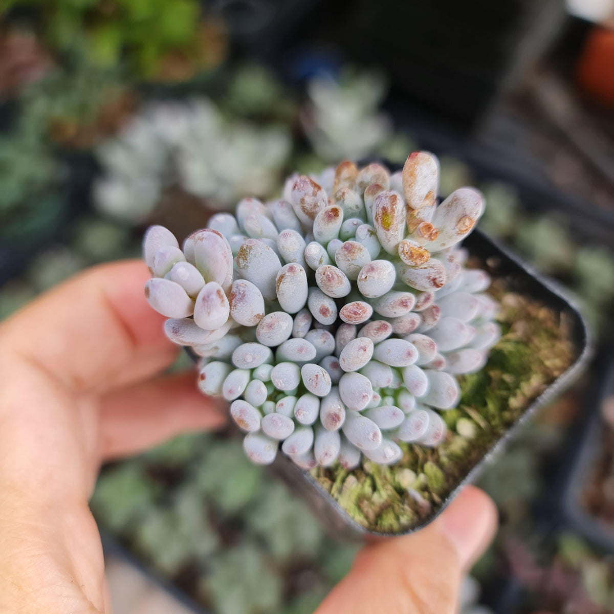 2"pot Succulent Plants Graptopetalum Blue Beans