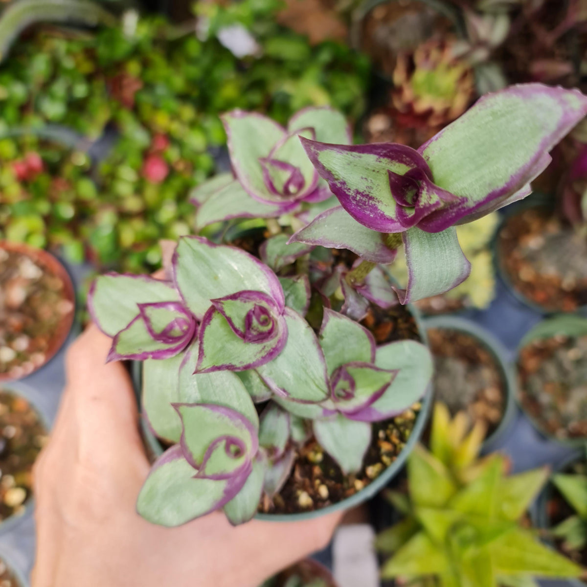 4"pot Callisia soconuscensis 'Dragon Tail'