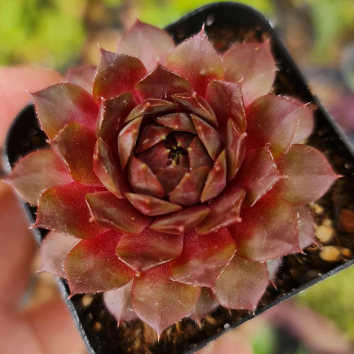 2"pot Sempervivum sp. dark red tone