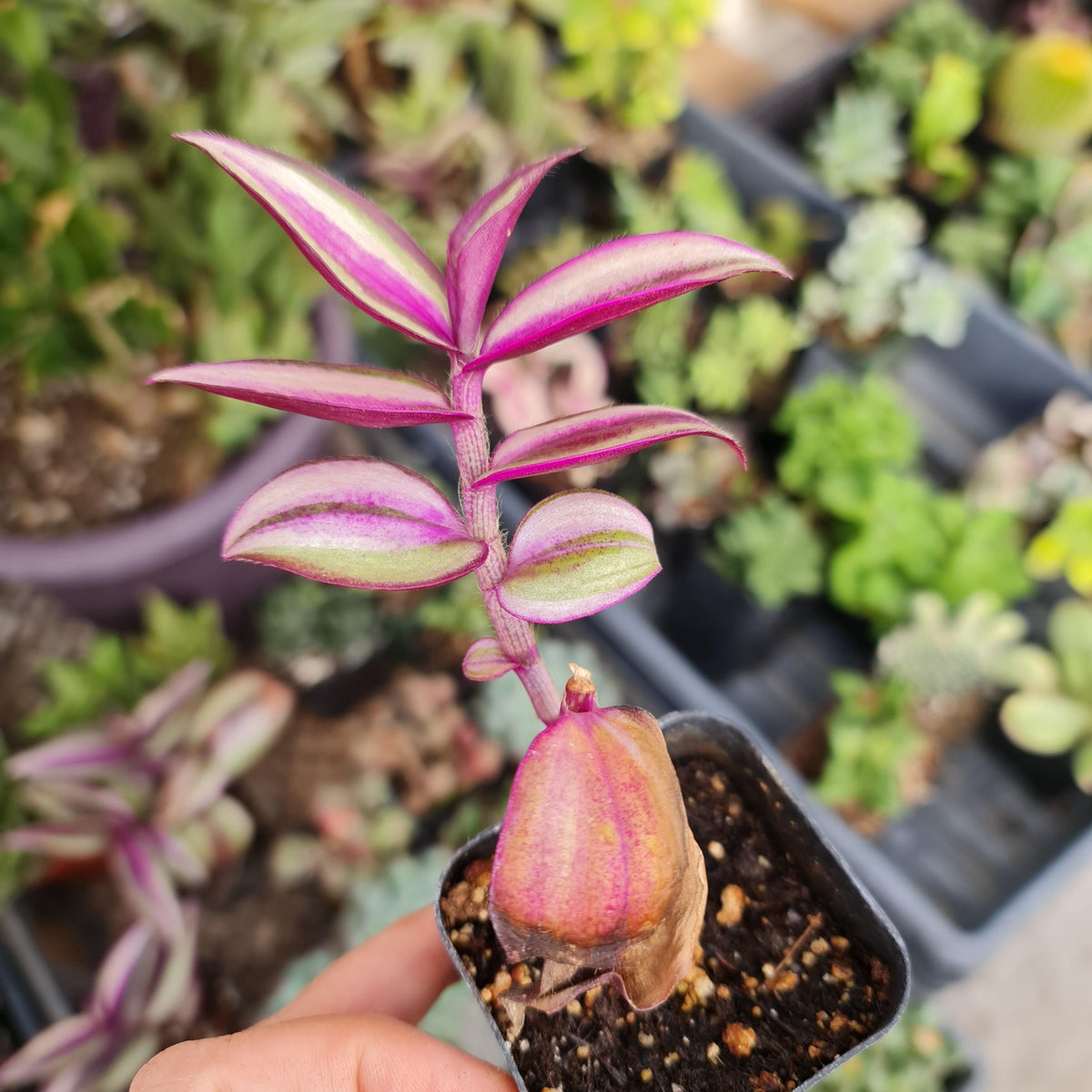 2"pot Live Rare Houseplant Indoor Plant Wandering Jew Tradescantia Zebrina Quadricolor