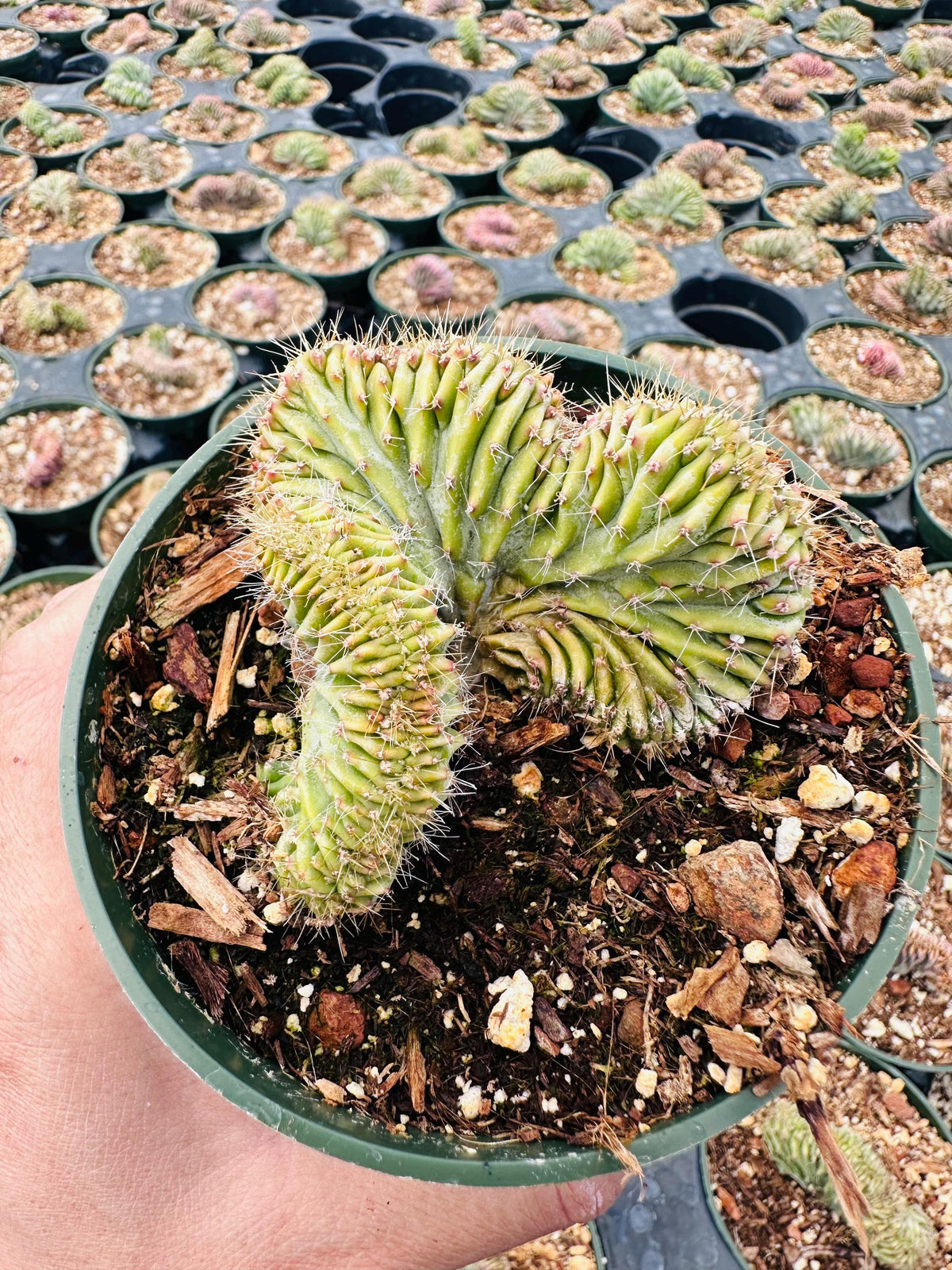 4”pot Live Cactus Myrtillocactus Geometrizans Blue Crested Candle Cactus