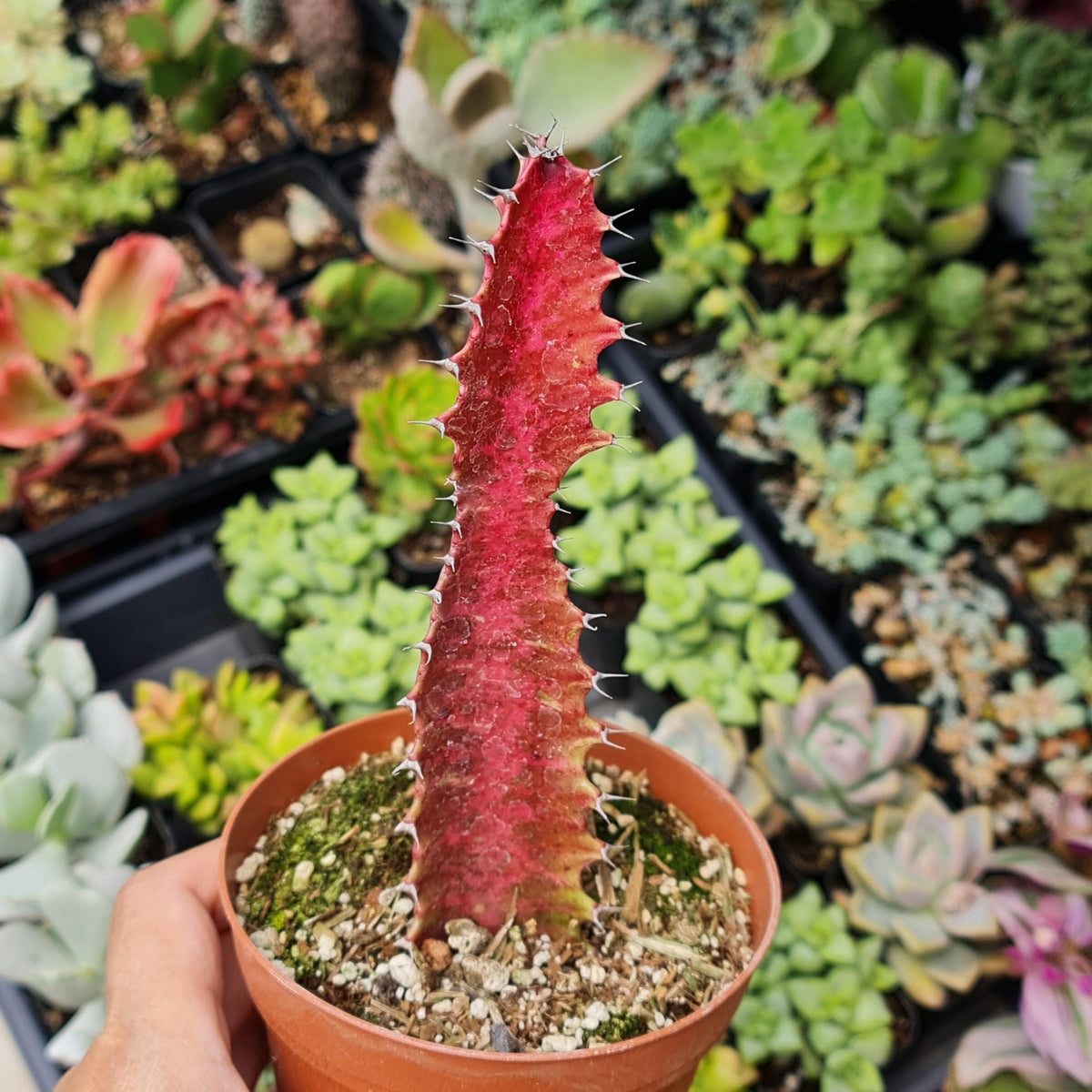 Red 4"pot Euphorbia Trigona Rubra / African milk tree