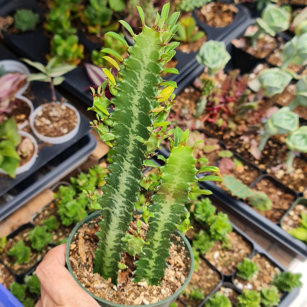GREEN 4"pot Euphorbia Trigona Rubra / African milk tree