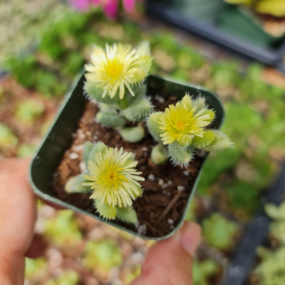 2"pot Live Variegated Delosperma echinatum - Pickle Plant Variegata