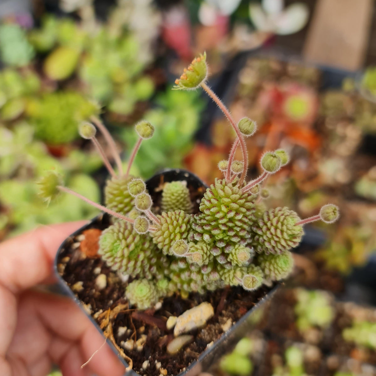 2"pot Live Monanthes Polyphylla