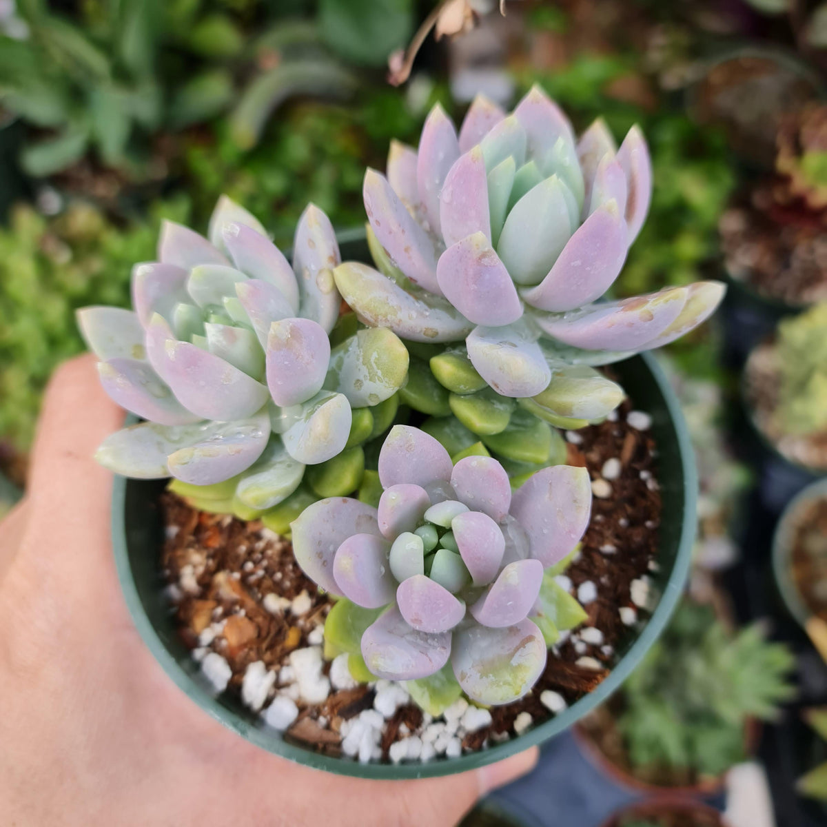 4"pot Sedeveria Lilac Mist
