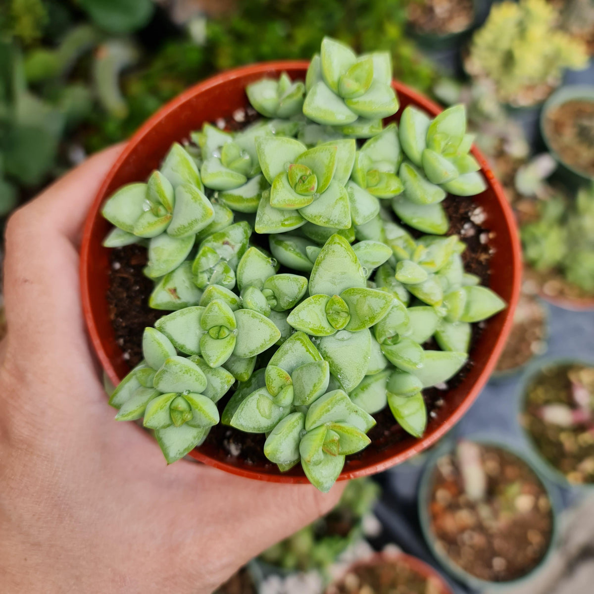 2"pot 4"pot Crassula Rupestris