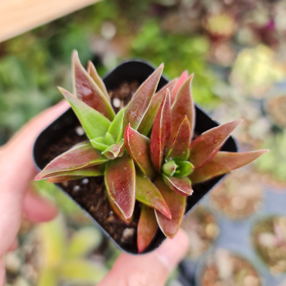 2"pot Live Succulent plant Crassula Red Pagoda