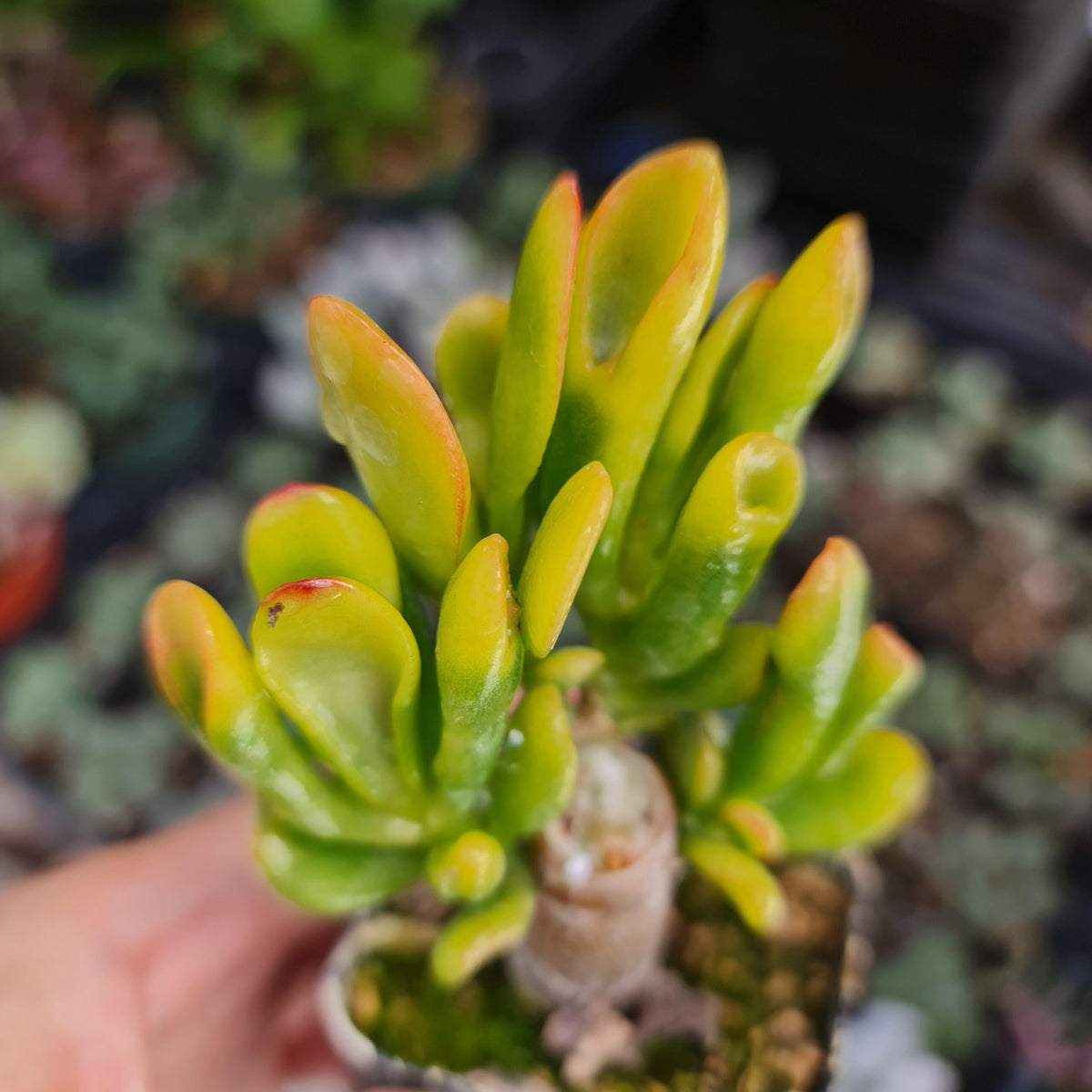 2" pot Ogre Ears Variegated Jade