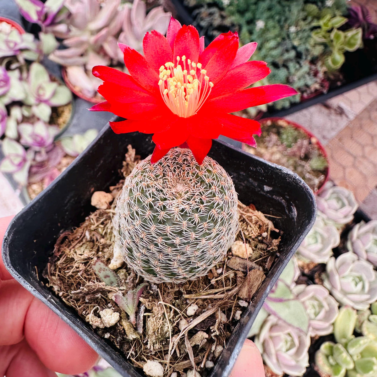 2"pot Live Cactus plant Rebutia Albopectinata/Aylostera Albopectinata