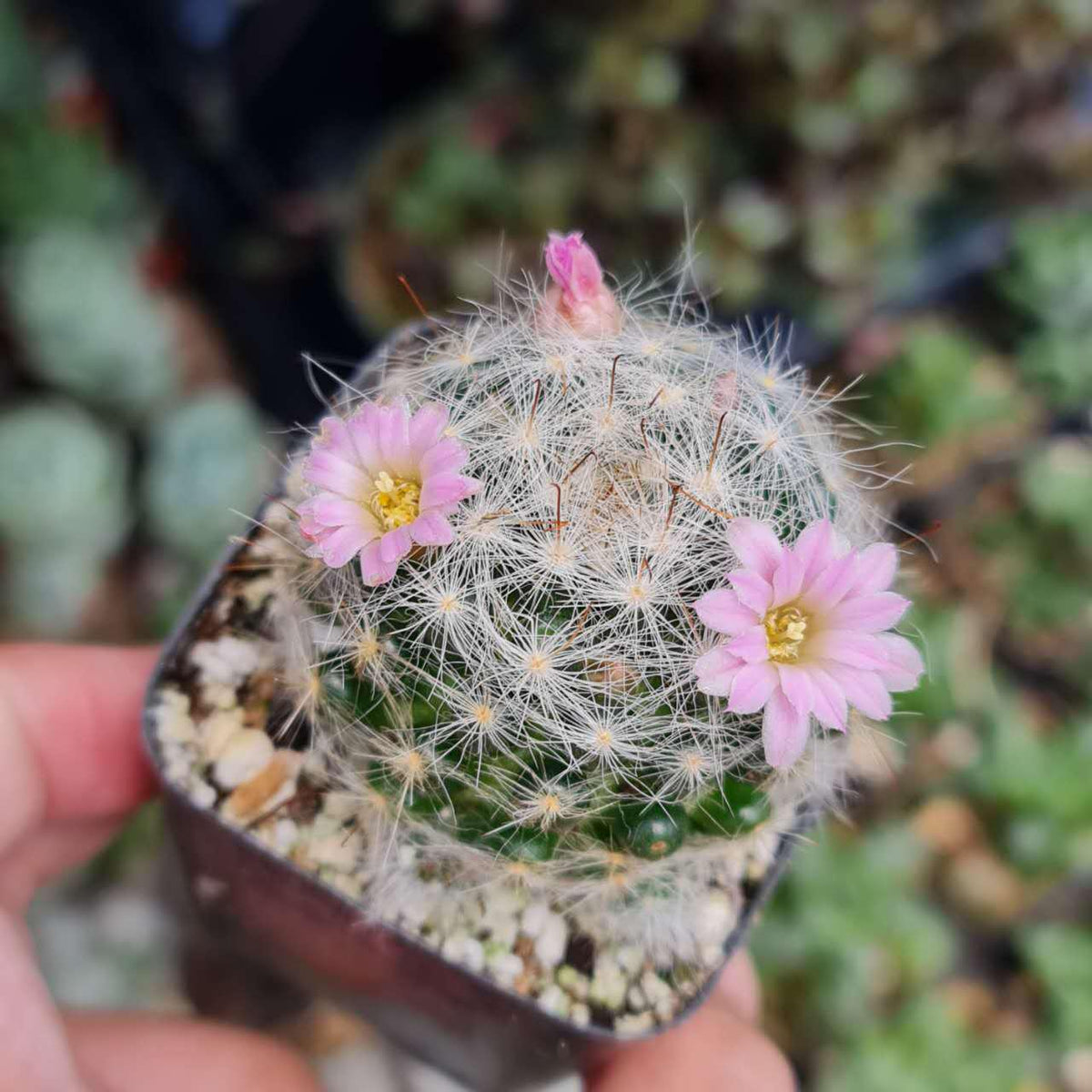 2"pot Cactus Plants Mammillaria Glassii