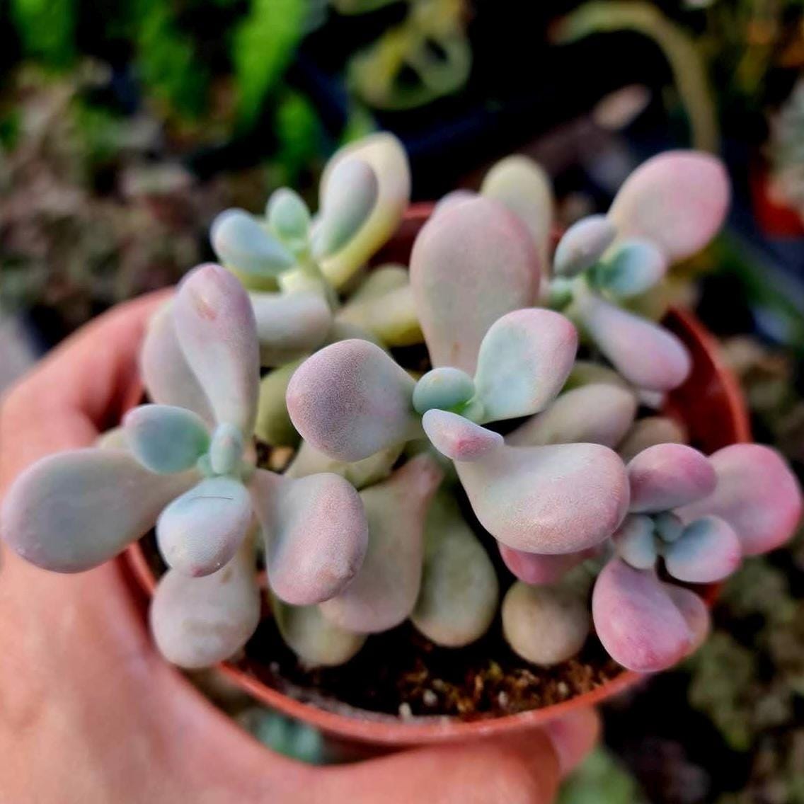 4" pot Succulent Plants Pachyphytum Oviferum Pink Moonstones