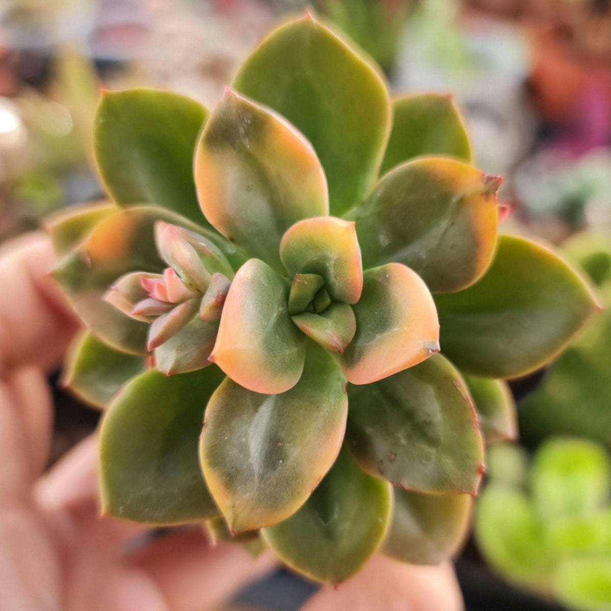 2”pot Succulent plant Echeveria Chroma