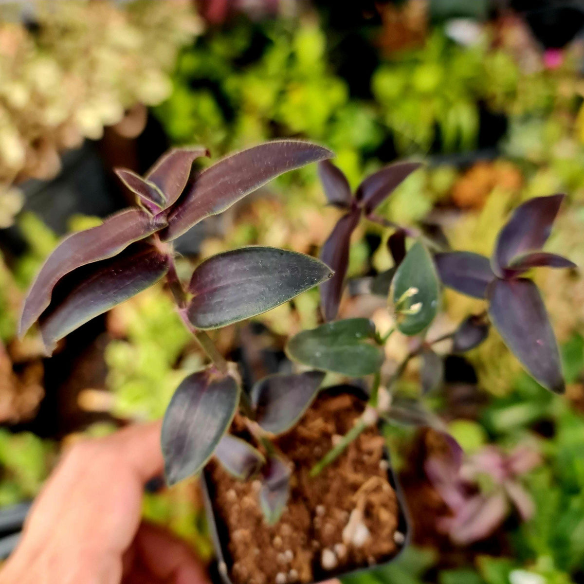 2"pot Live Houseplant Indoor Plant Wandering Jew Tradescantia ‘Jose Puig’
