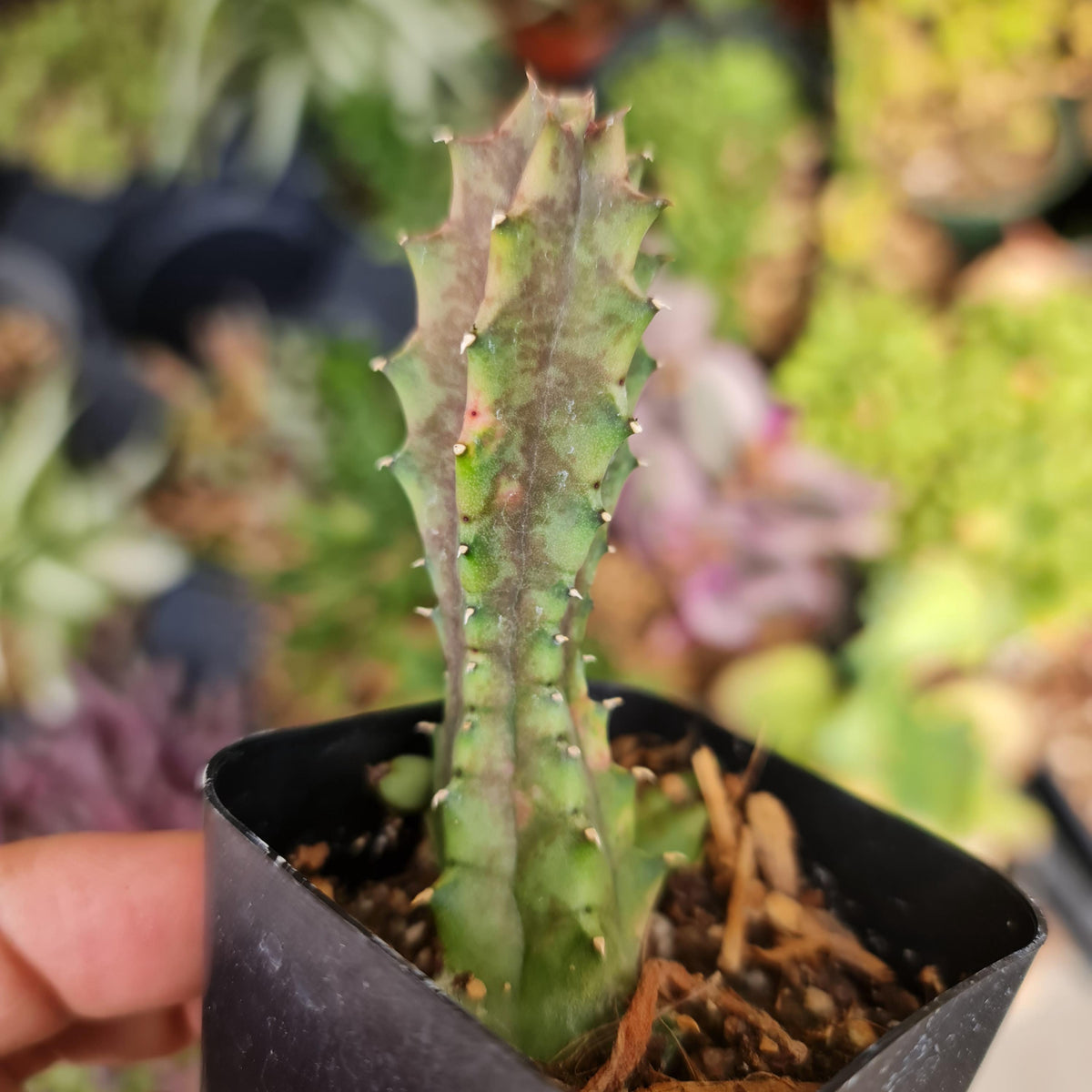 Rare 2" pot Variegated Huernia Zebrina | life saver plants