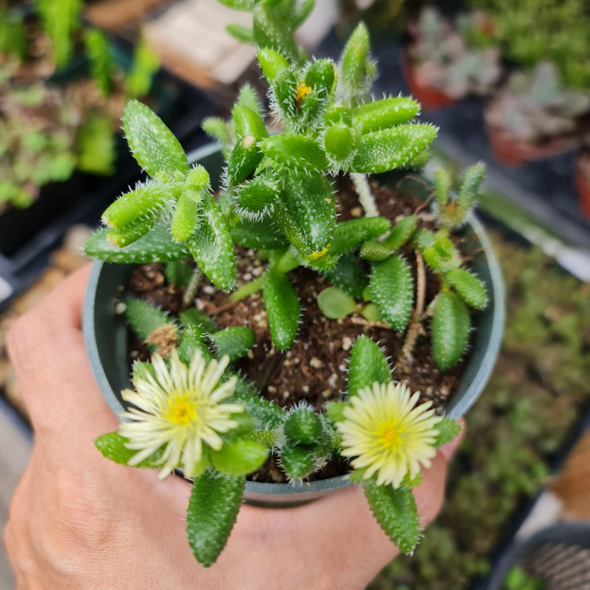 4"pot Live Delosperma echinatum - Pickle Plant