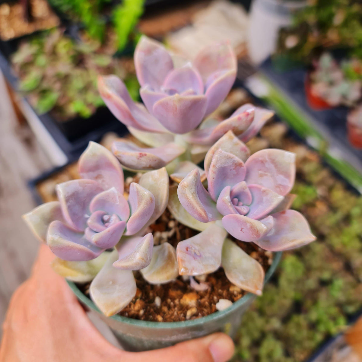 2”pot 4”pot Graptopetalum Purple Delight