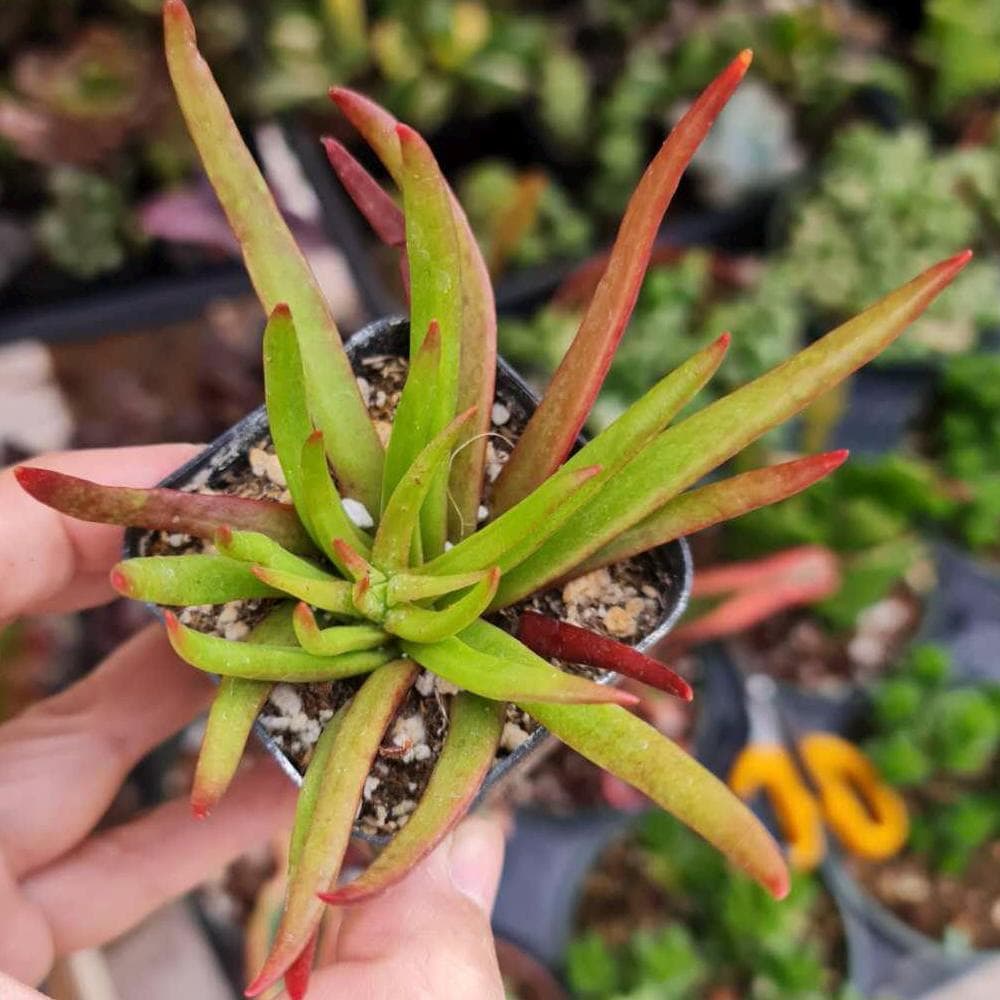 2"pot Crassula Nudicaulis Devil's Horn