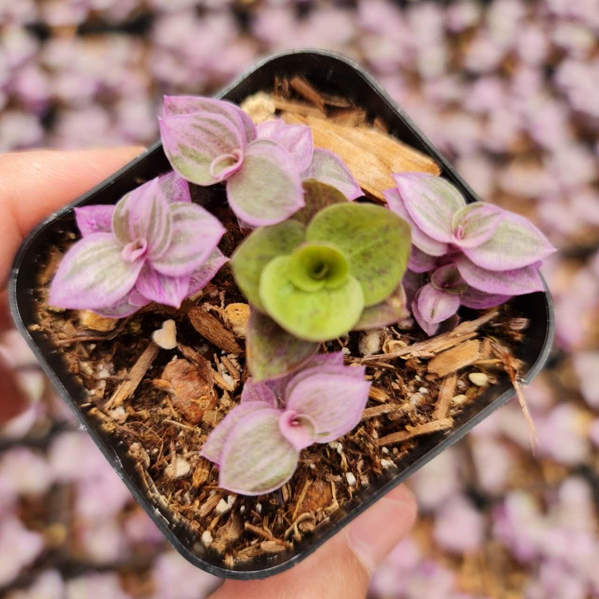 2” pot live houseplants Callisia repens