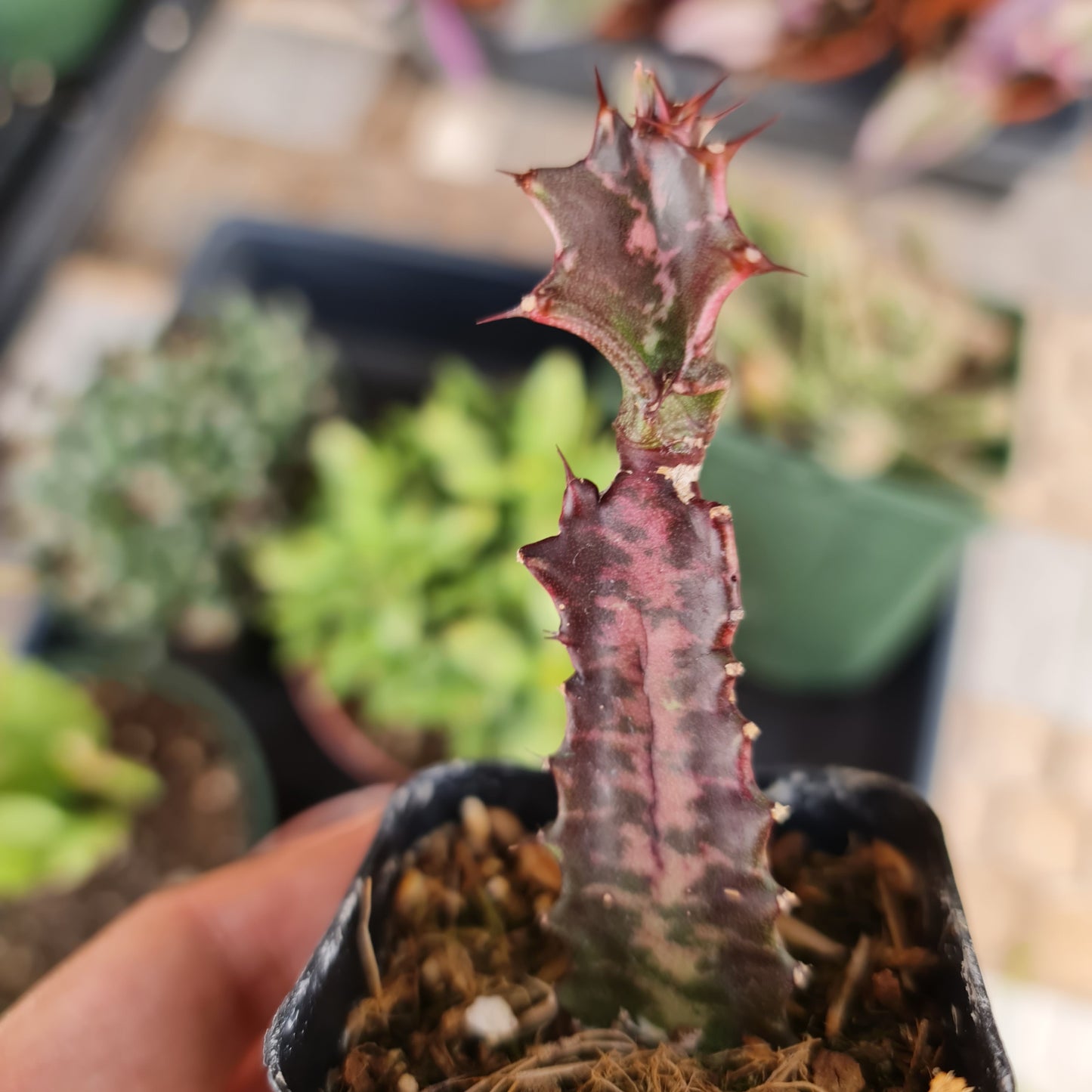 2"pot Euphorbia Trigona Rubra – Red African Milk Tree