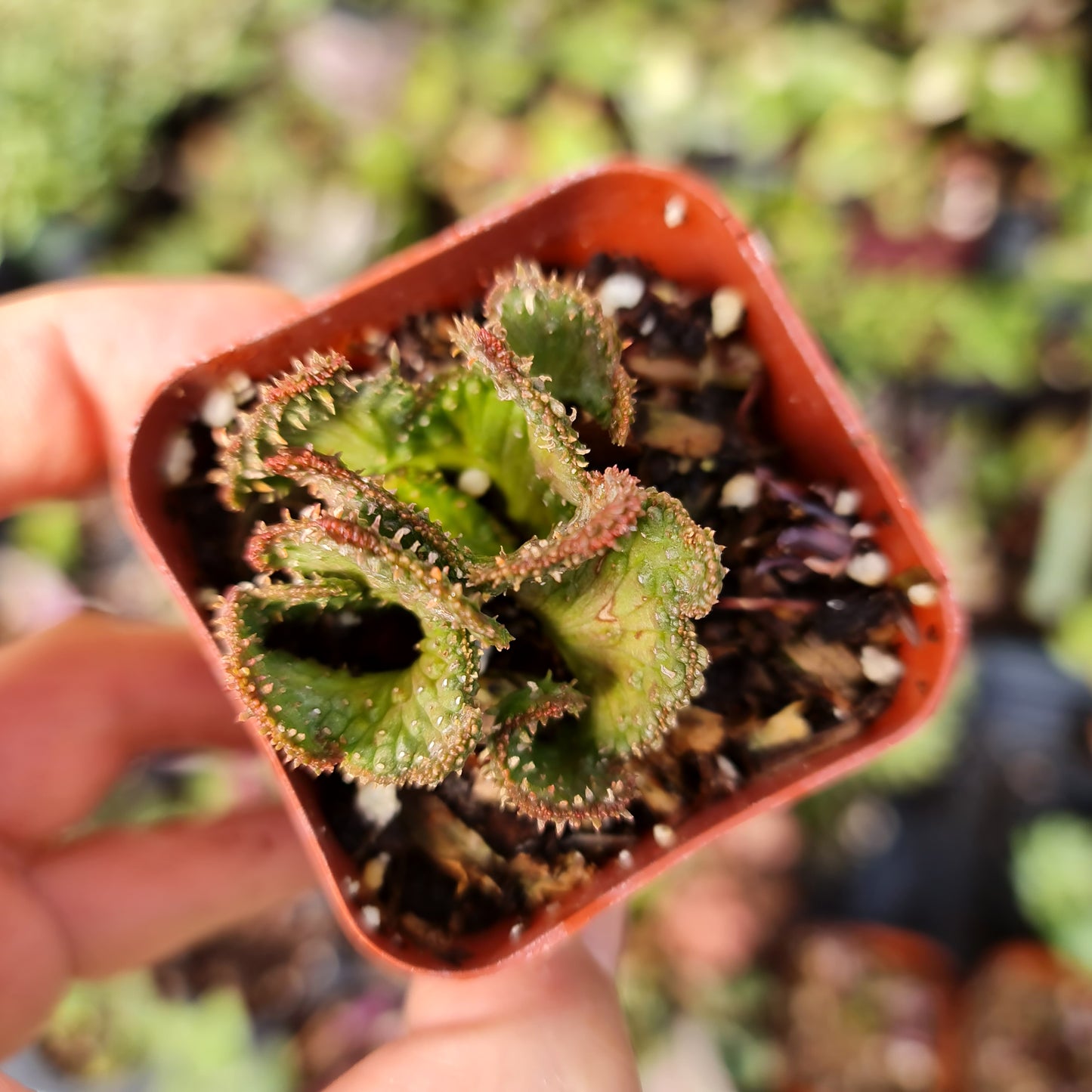 2"pot Euphorbia flanaganii f. cristata, Crested Medusa's Head or Green Coral