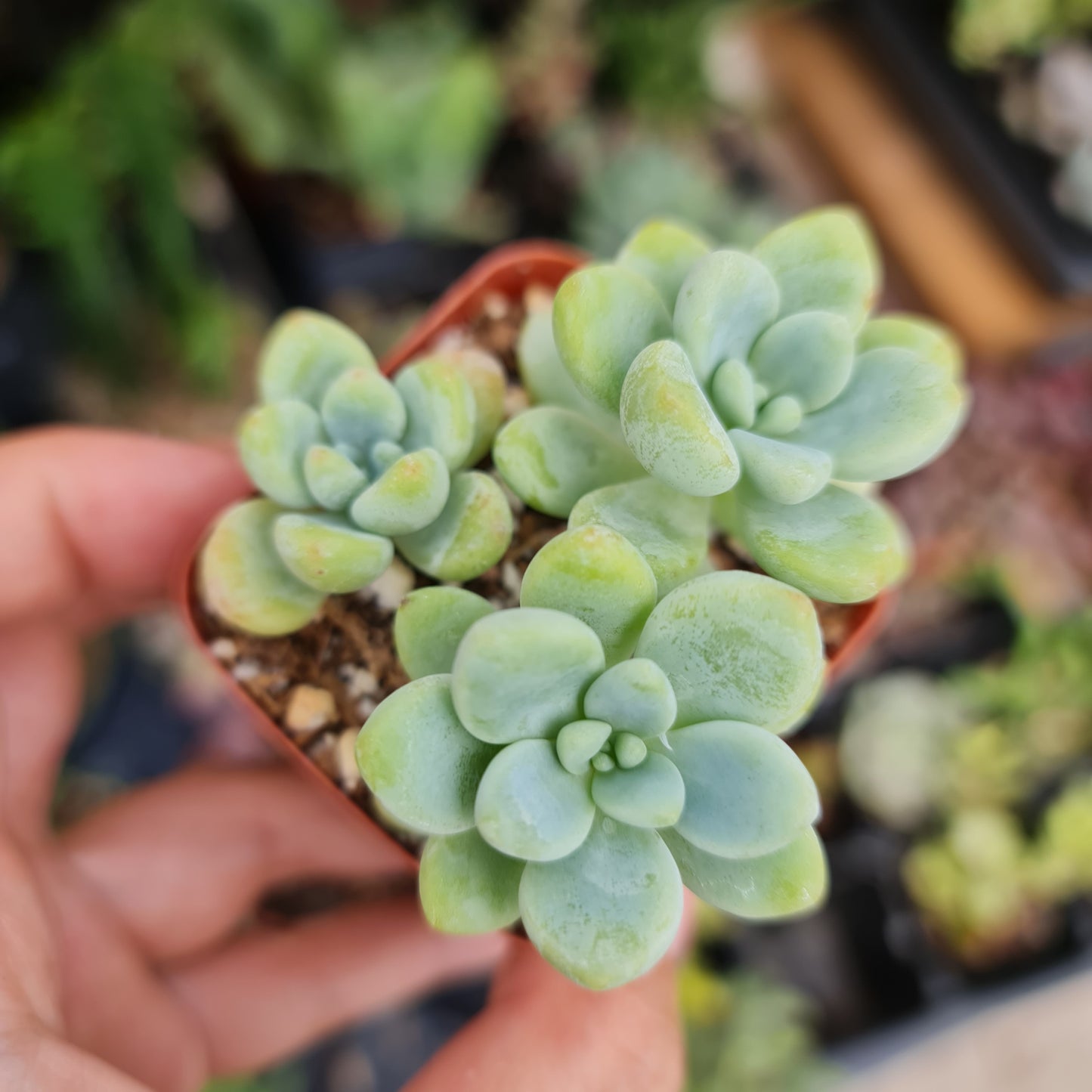 2”pot Succulent Plants Sedum Clavatum