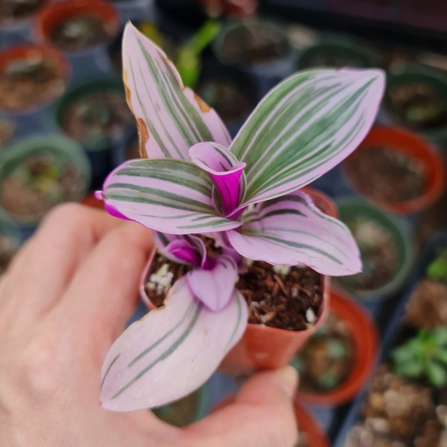 2" pot live plants Tradescantia Nanouk