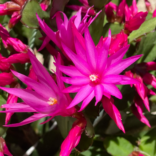 No root Leave cuttings/ rooted Easter Cactus