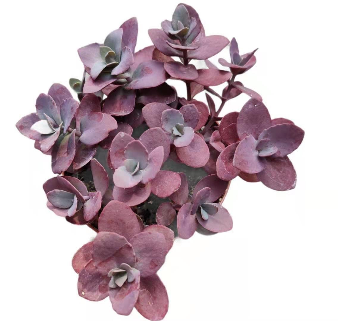 2”pot 4”pot Succulent plant Sedum Firecracker