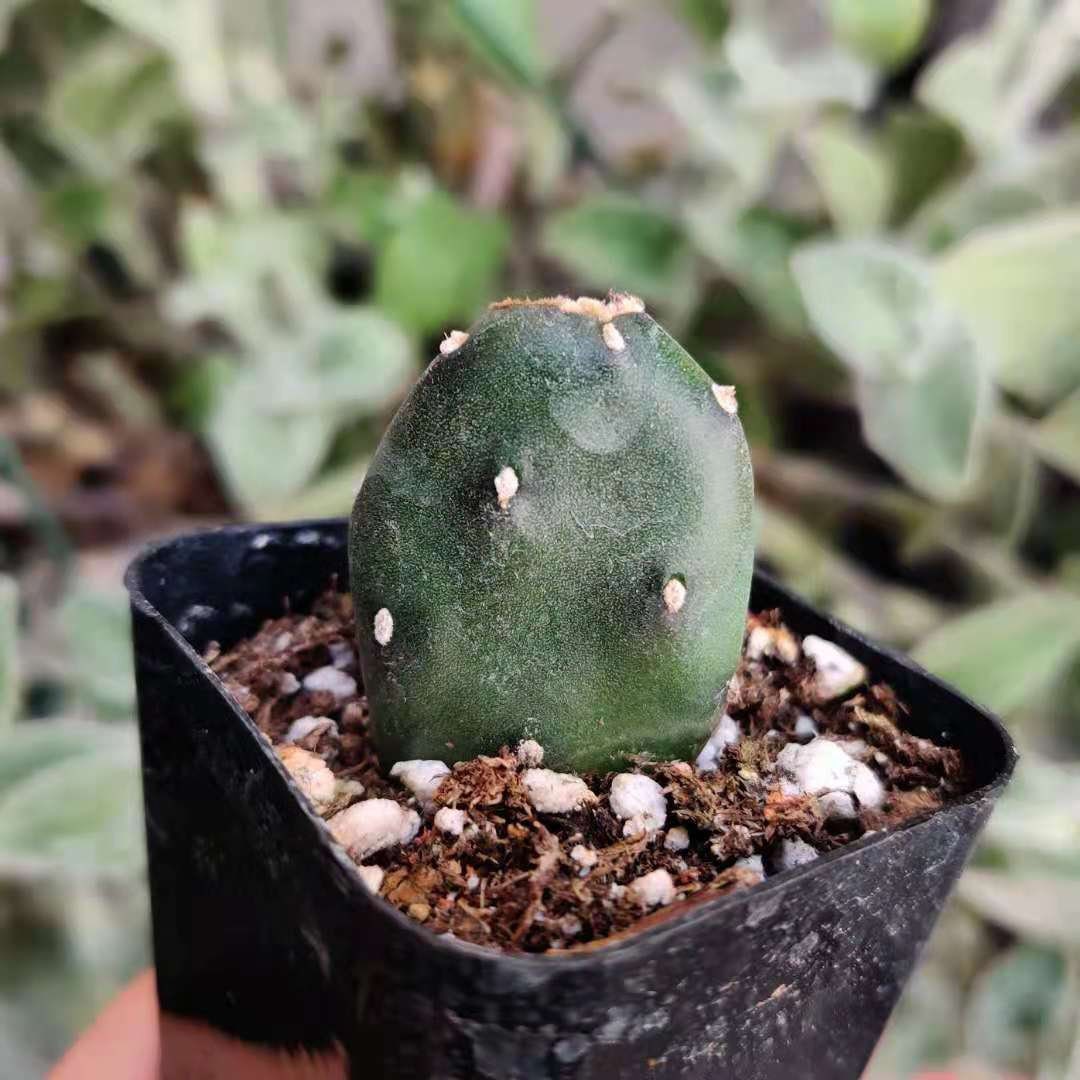 2"pot 4”pot Rare Cactus Opuntia Canterae Elata