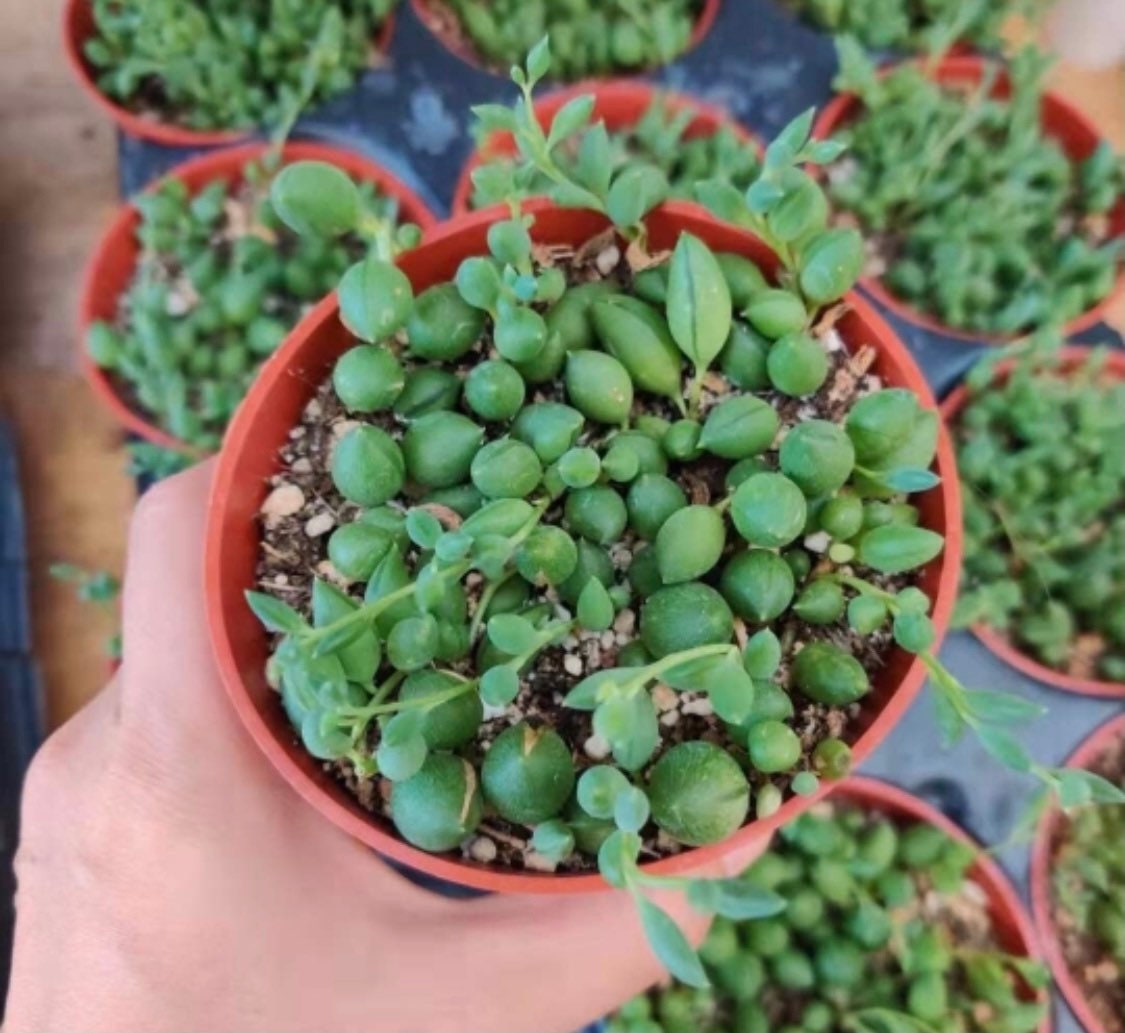 Cuttings/2"pot 4” pot Succulent Plants String Of Tears