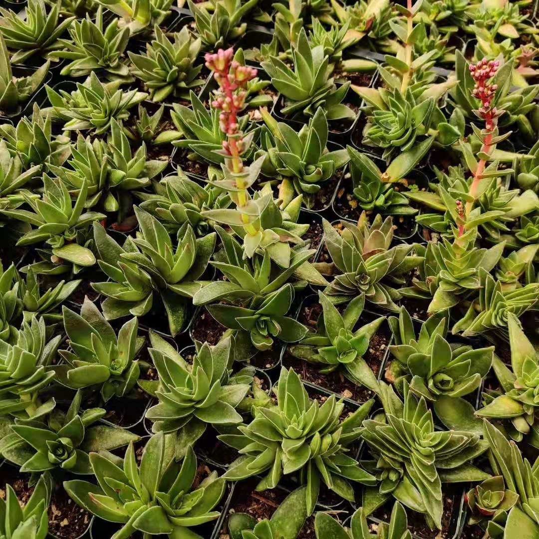 2"pot Crassula Corymbulosa ‘Shark Tooth’